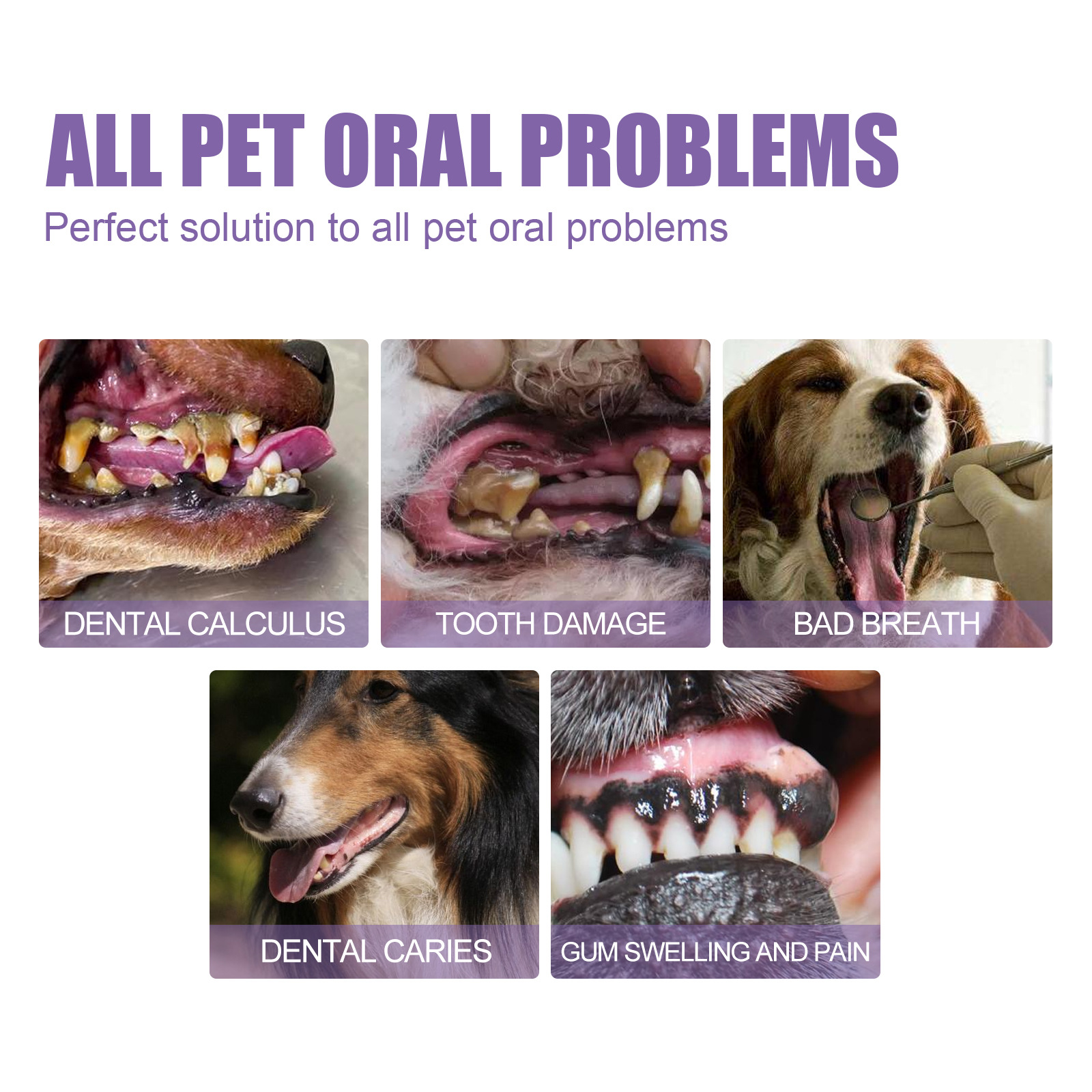 Pet Oral Repair Gel Puppy Tart - Teeth Whitening Singapore ulasan dan harga