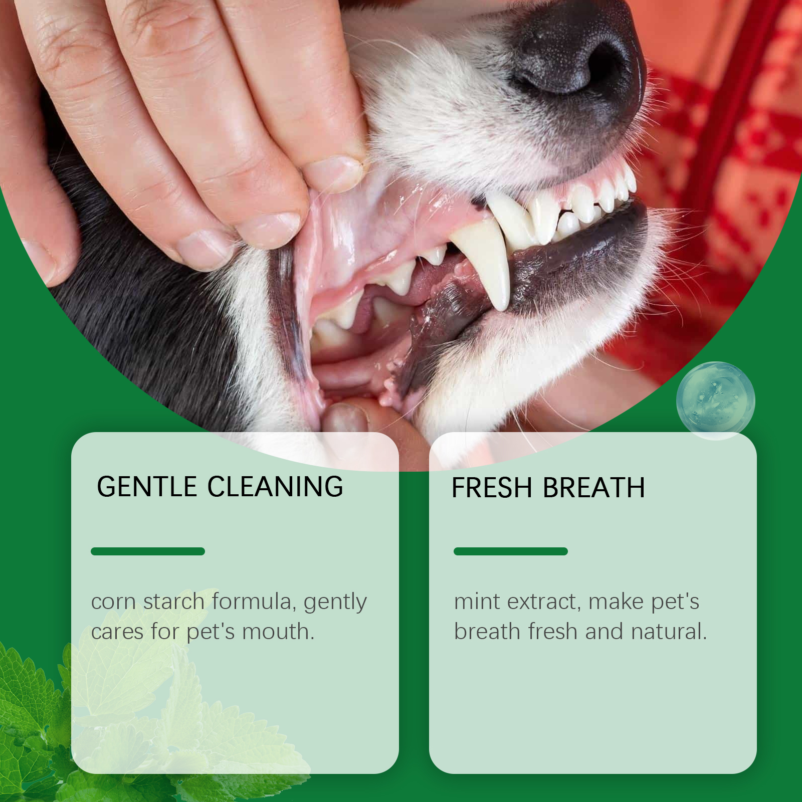 Pet Teeth Cleaning Powder Redu - Teeth Whitening China ulasan dan harga